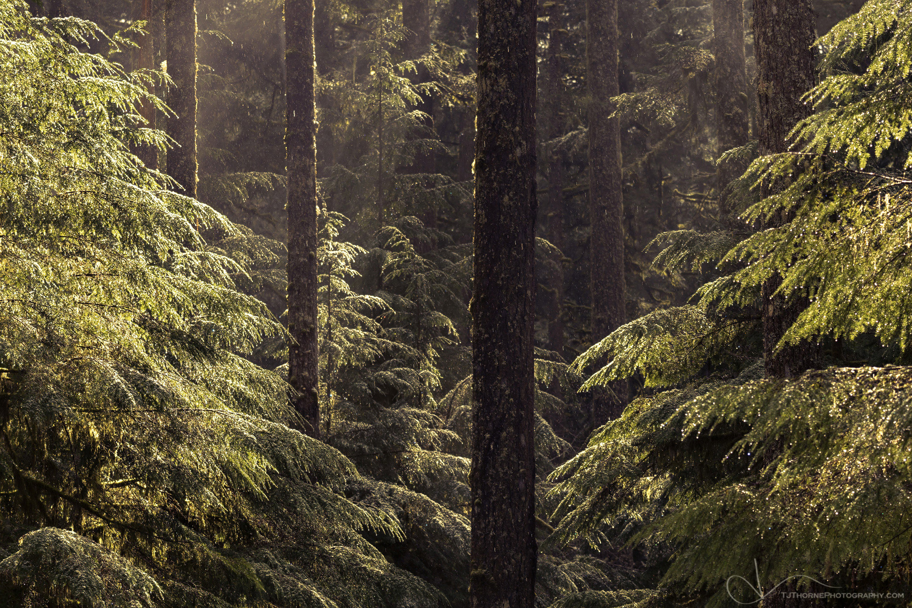 Morning light melts and backlights trees covered in frozen dew in an Oregon forest.