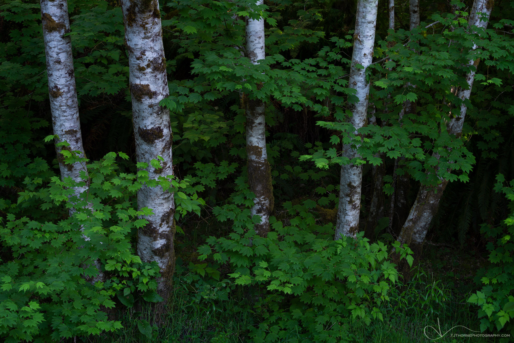 Alder trunks commingle with vine maple leaves in Olympic National Park, Washington.