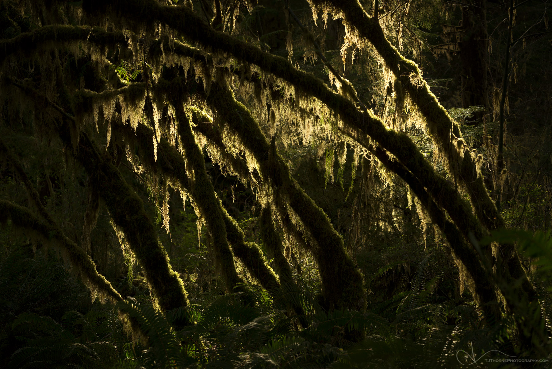 Mossy vine maples in Olympic National Park, Washington.