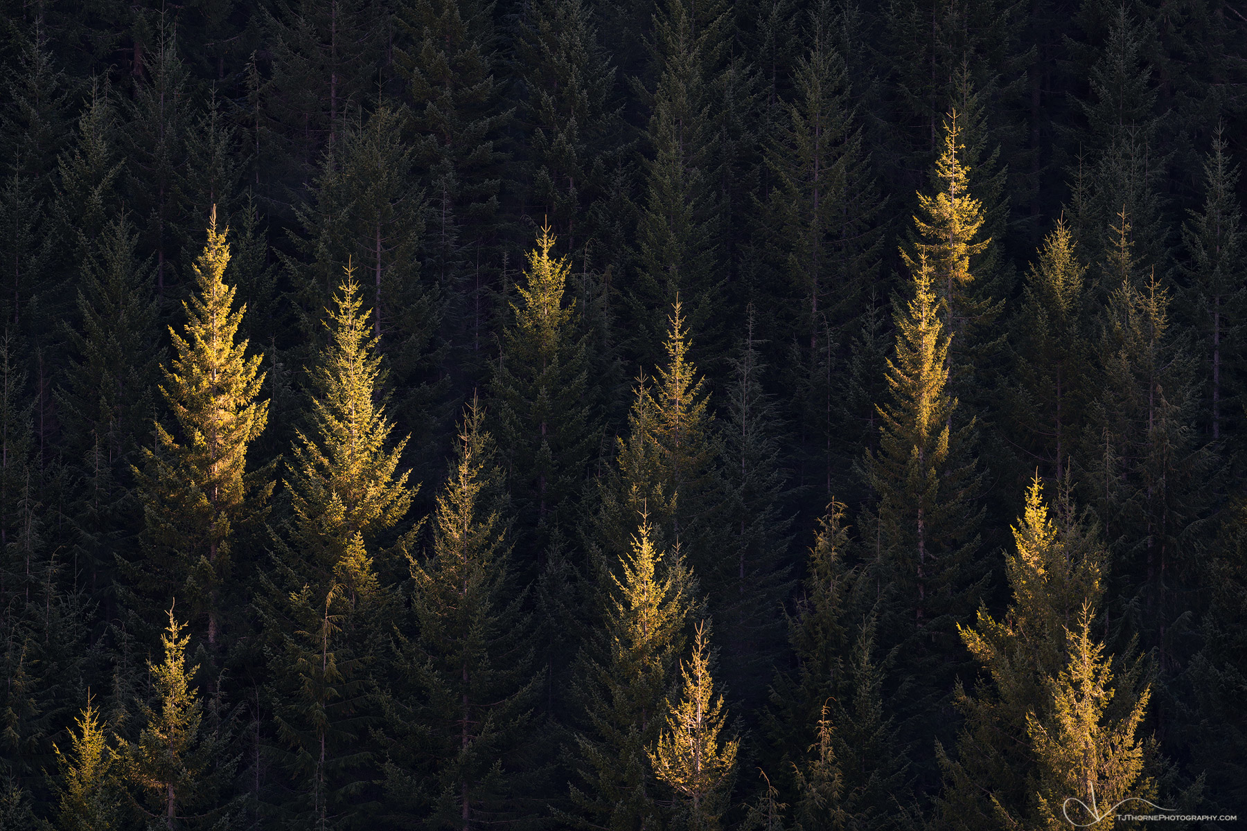 FINE ART LIMITED EDITION OF 100 Evening light illuminates the tips of adolescent douglas fir trees in Mt. Hood National Forest...