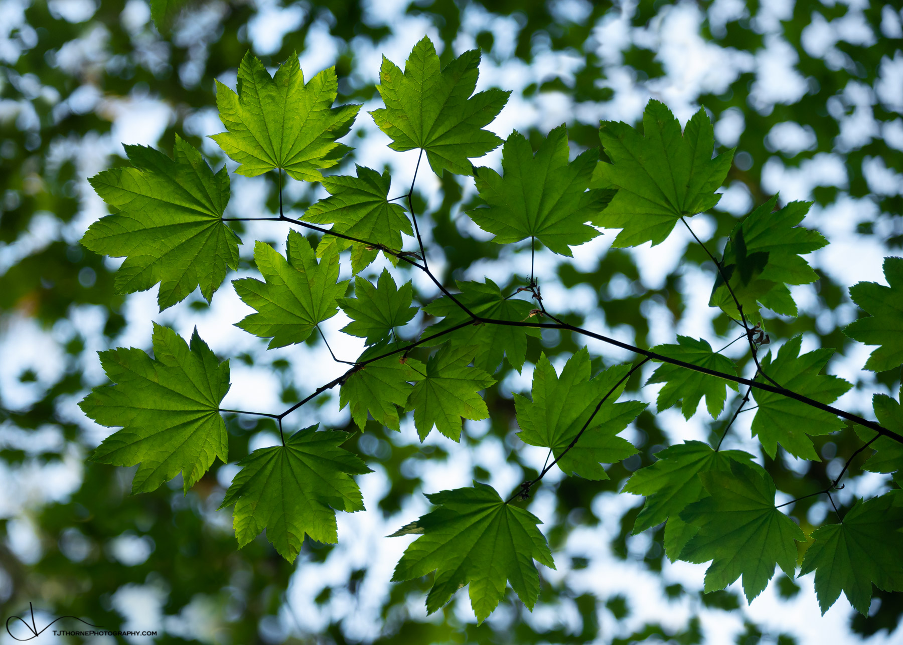 Backlit leaves in Olympic National Park, Washington.