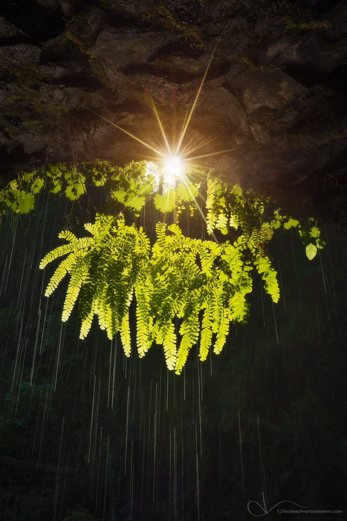 FINE ART LIMITED EDITION OF 100 Sunlight bursts through a maidenhair fern perched on a weeping wall in the Columbia River Gorge...