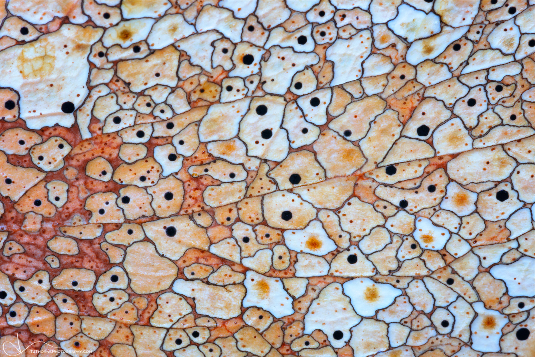 FINE ART LIMITED EDITION OF 100An abstract of fungal patterns (coccomyces dentatus) on a fallen Oregon grape leaf.