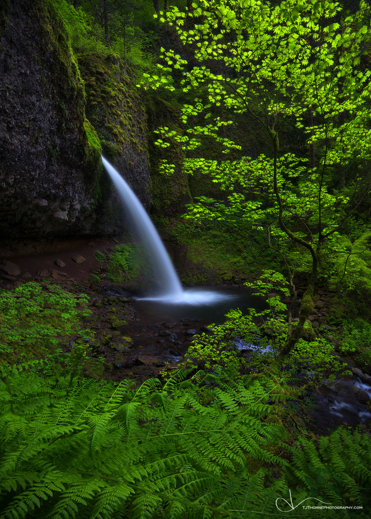 Spring ferns and leaves frame Ponytail Falls in the Columbia River Gorge, Oregon. With all of the hiking I’ve done in the Columbia...